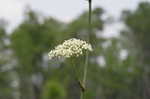 Water cowbane